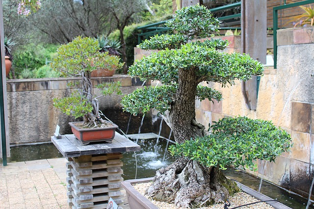 bonsai v zahradě