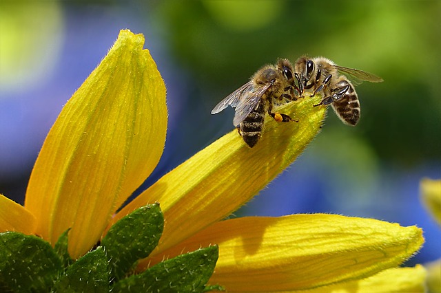 včely na květu